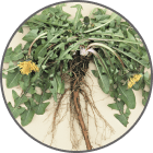 Dandelion Root icon