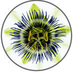 Passionflower icon