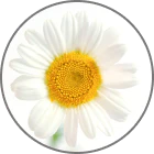 CHAMOMILE
