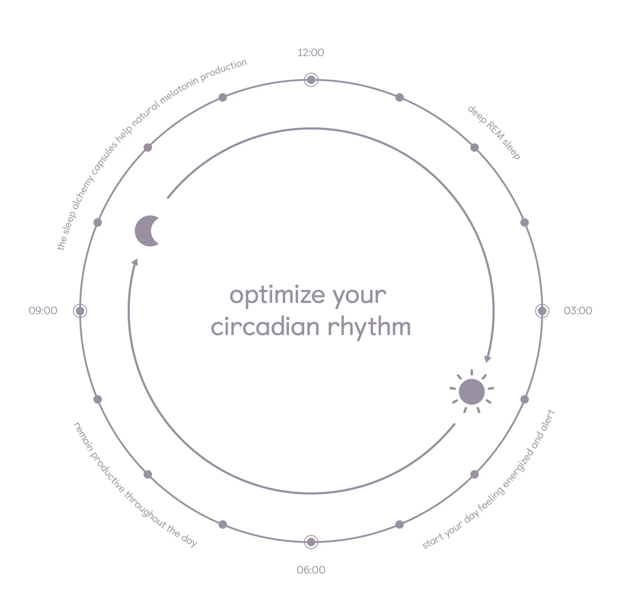 Circadian rhythm diagram