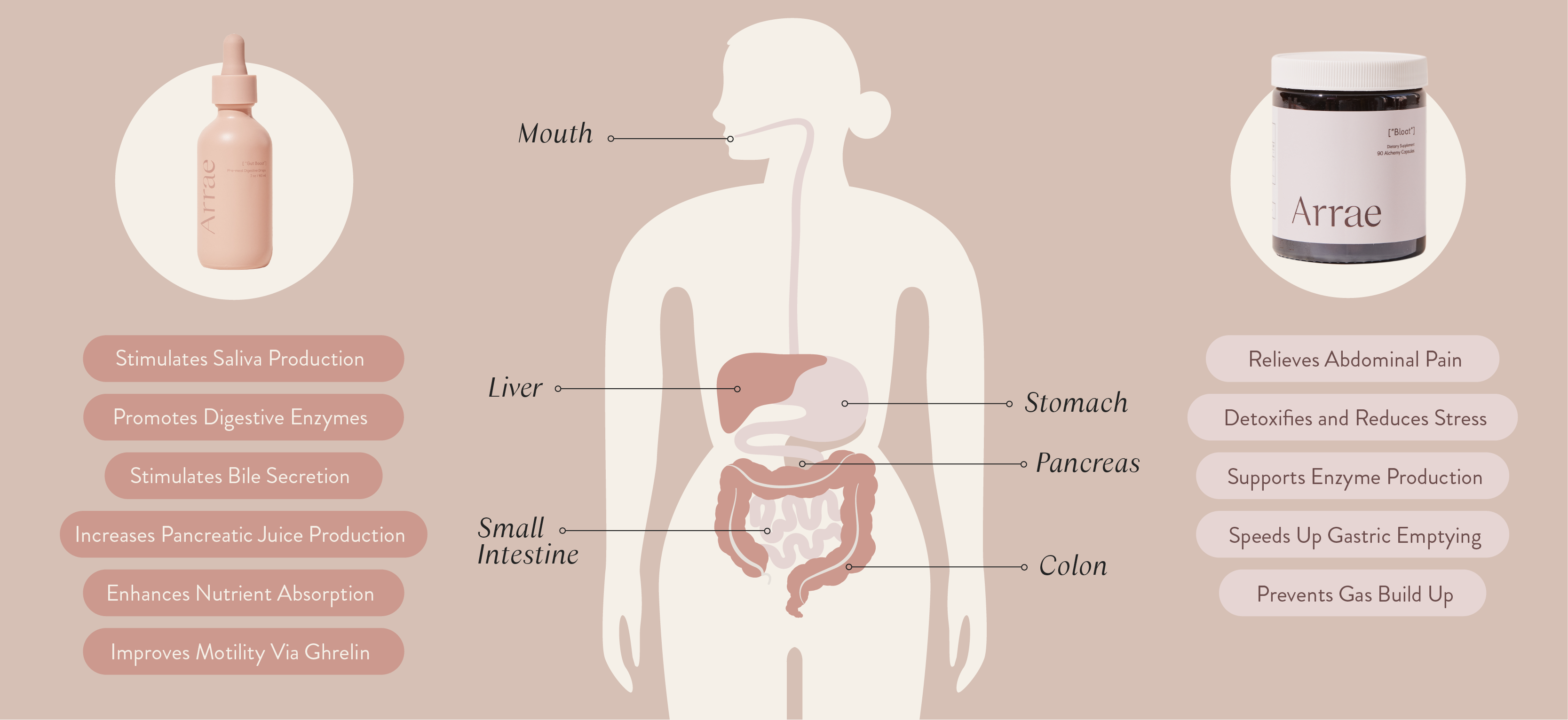 Arrae Deep Digestion Duo support diagram