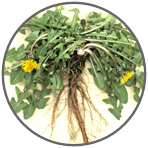 a dandelion root