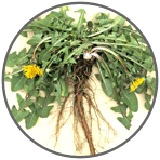 Dandelion Root