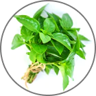 Holy Basil