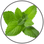 A Group of peppermint leaves
