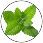 Peppermint
